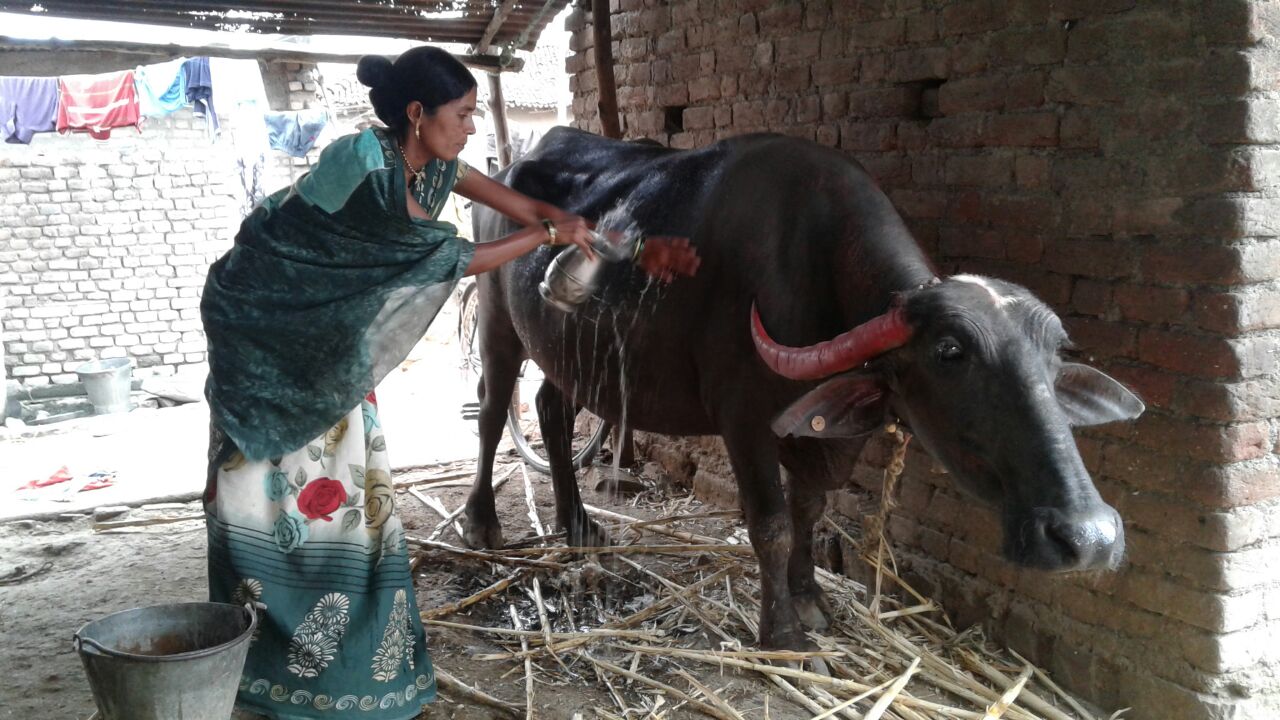 Making dashparni and jeewamrut