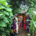 Kitchen gardens