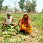 Kitchen Garden