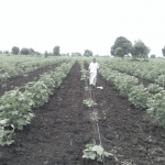 Pandurang Lalaji Chunade in his drumstick farm with intercrops of turmeric and cotton