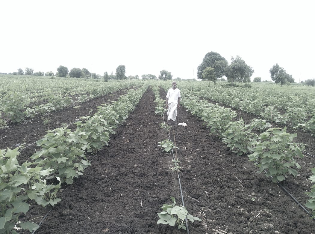 Pandurang Lalaji Chunade in his drumstick farm with intercrops of turmeric and cotton