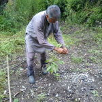 Citrus plantations in Uttaranchal