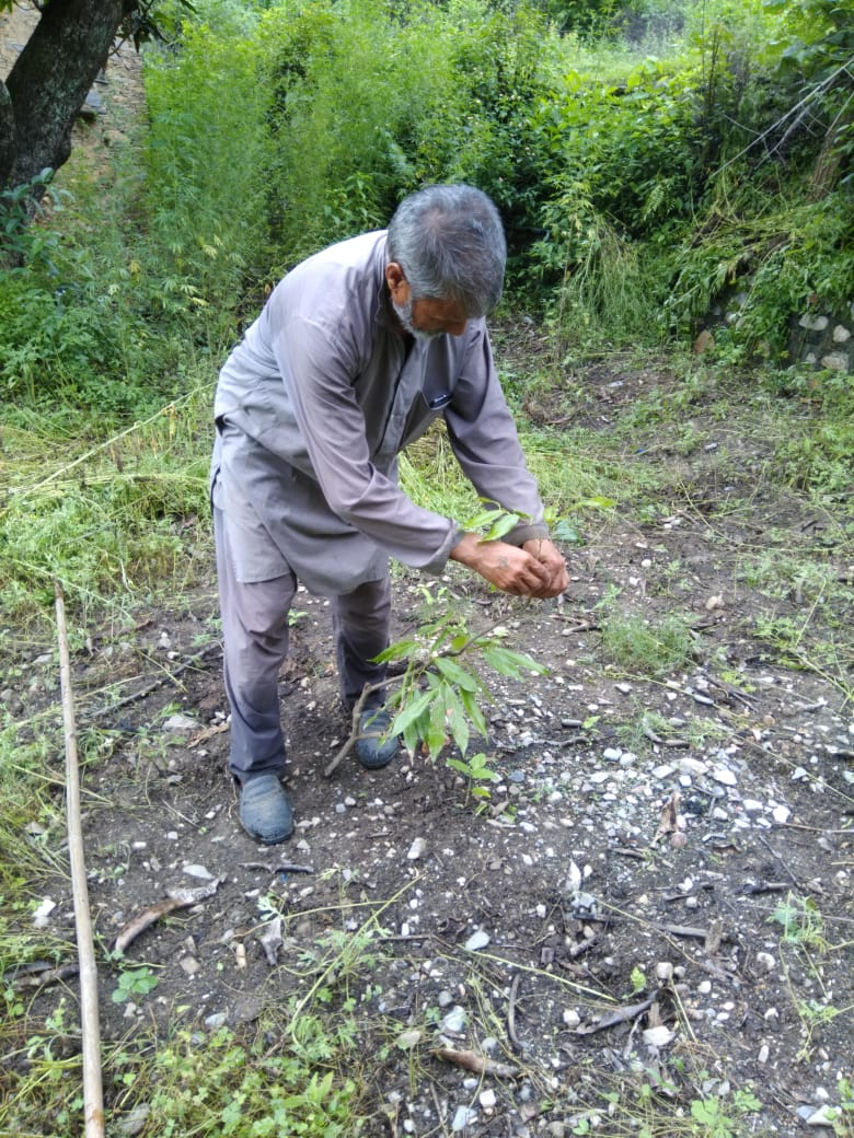 Citrus plantations in Uttaranchal