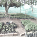 Nursery in Hatola village