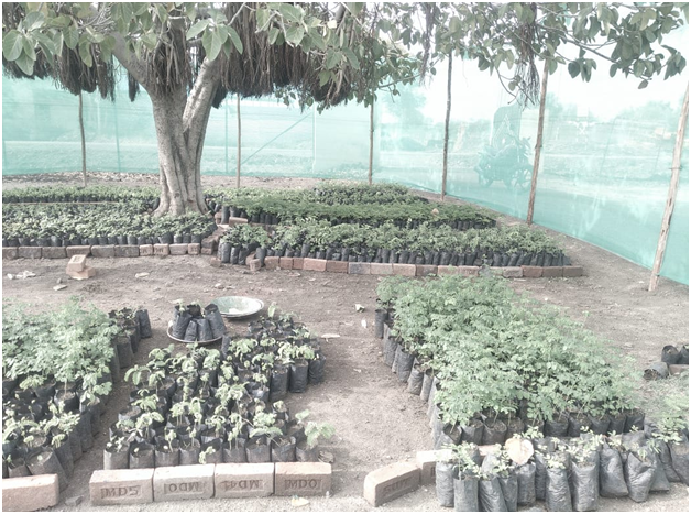 Nursery in Hatola village