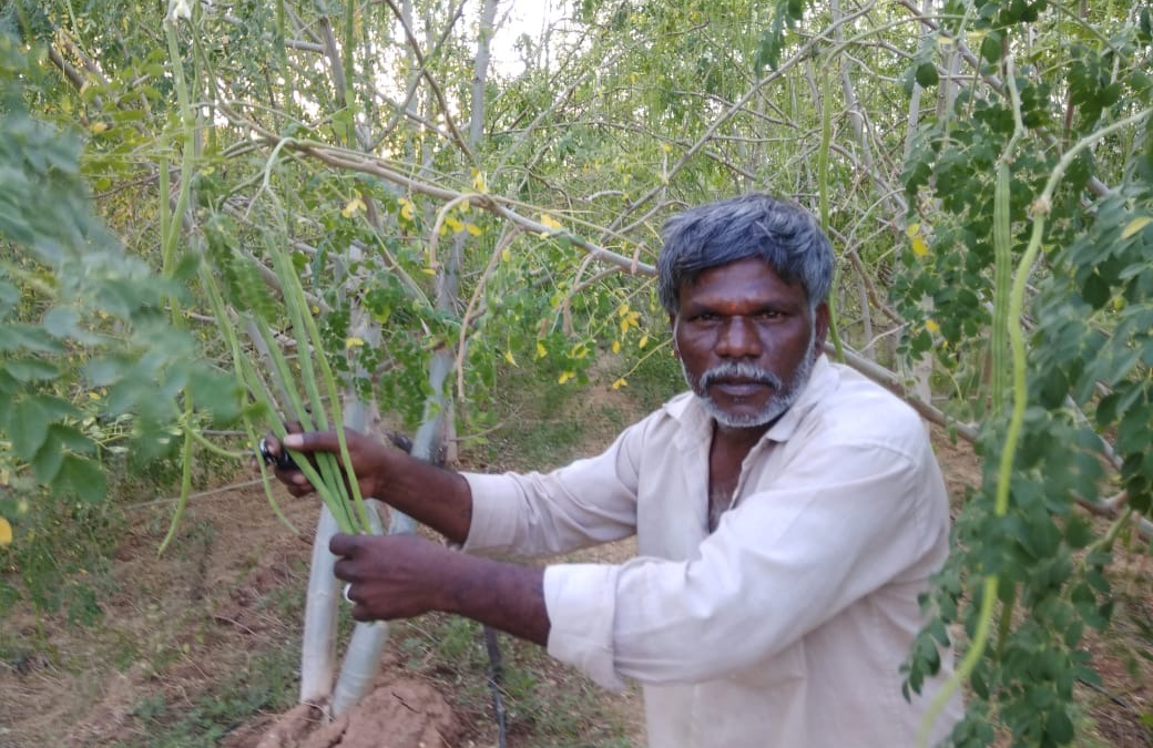 Drumstick Farming Success Stories – Prakasam, Andhra Pradesh