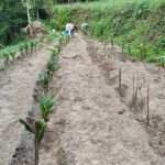 Farmers planting fruit saplings