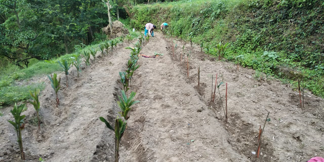 Farmers planting fruit saplings