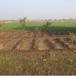 Fruit Saplings planted in Shubdhara