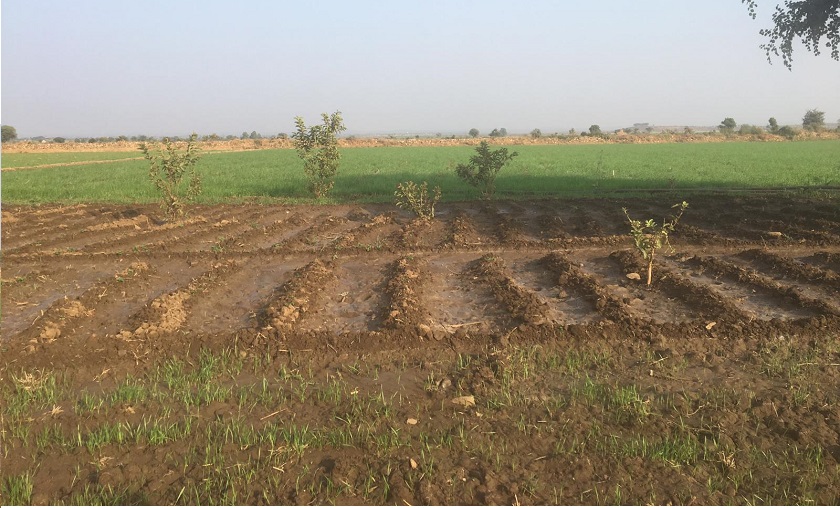 Fruit Saplings planted in Shubdhara