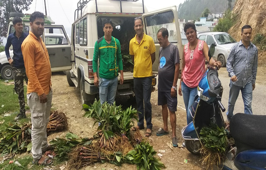 Saplings distributed to farmers