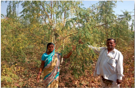 DrumStick Farming Success Story – Beed, Maharashtra