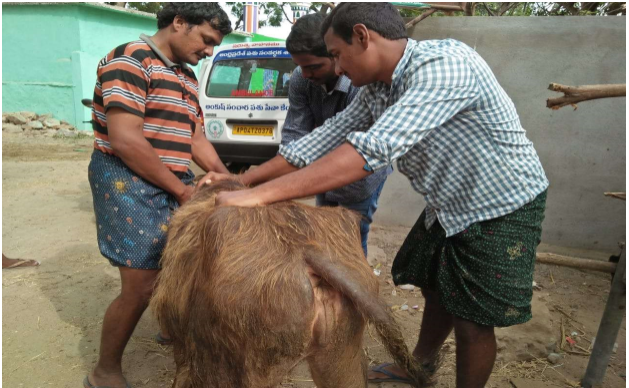 Mobile Veterinary Clinic