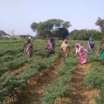 Kitchen garden maintained by SHG members