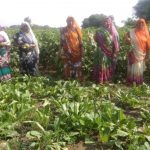 SHG members with the produce from Community Kitchen gardens