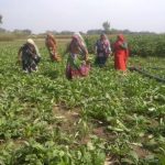 SHG members in the Kitchen garden