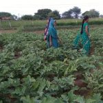 SHG members in the Community kitchen garden