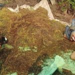 Farmers of Muthagudam village are cutting the yield and producing the seed for other farmers