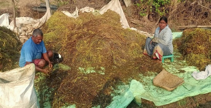 Farmers of Muthagudam village are cutting the yield and producing the seed for other farmers