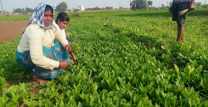 Guiding the farmers on how to cut the leaves to get good buyers in the market