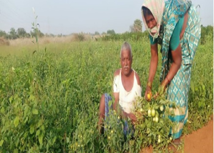 Situation of Crops is examined and suggestions regarding manure are provided