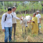 Supported purchase of local cows for 12  SIF organic  farmers