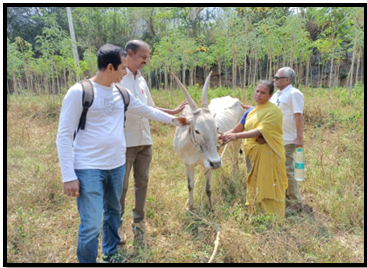 Supported purchase of local cows for 12  SIF organic  farmers