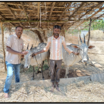 Siddagangaiah SIF—Organic farmer, Kadaranahalli village.