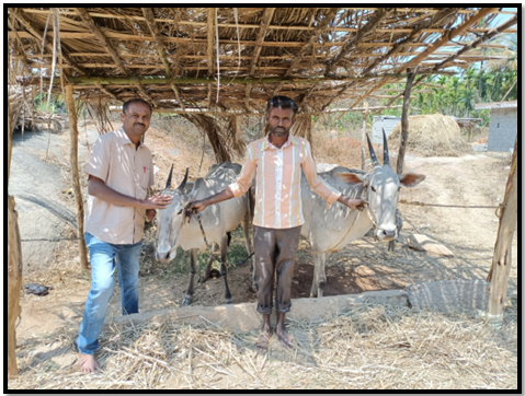 Siddagangaiah SIF—Organic farmer, Kadaranahalli village.