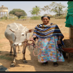 Desi cow farmers @ Halugondanahalli village, Tumkur taluka. Prema W/o Doddarajanna.