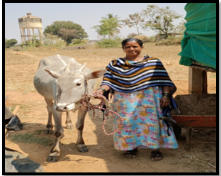 Desi cow farmers @ Halugondanahalli village, Tumkur taluka. Prema W/o Doddarajanna.