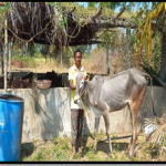 Desi cow farmers @ Halugondanahalli village, Tumkur taluka. . C.K.Nagaraju, Chikkagundagallu village.