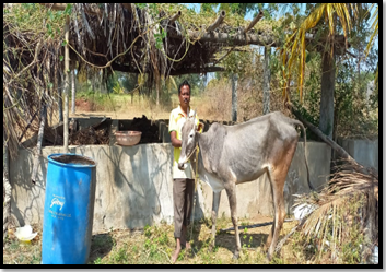 Desi cow farmers @ Halugondanahalli village, Tumkur taluka. . C.K.Nagaraju, Chikkagundagallu village.