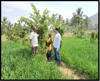 Impact of Project: well established Guava  horticulture plants