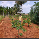 Impact of Project: well established Guava  horticulture plants