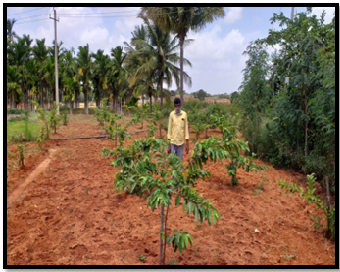 Impact of Project: well established Guava  horticulture plants