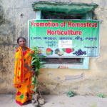 Promotion of Homestead Horticulture