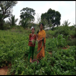 Organic Beans vegetable cultivation by Jayalakshmi, women organic farmer, Halugondanahalli village