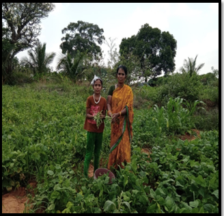 Organic Beans vegetable cultivation by Jayalakshmi, women organic farmer, Halugondanahalli village