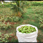 Organically grown Brinjal @ Anupanahalli village- Mohan Kumar organic farmer, produced 1.5 tons of organic brinjal. Marketed through Vasumathi FPO.