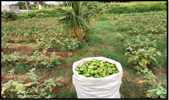 Organically grown Brinjal @ Anupanahalli village- Mohan Kumar organic farmer, produced 1.5 tons of organic brinjal. Marketed through Vasumathi FPO.