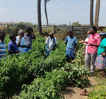 Field farmers’ schools