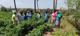 Field farmers’ schools