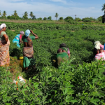 Harvest by farmers