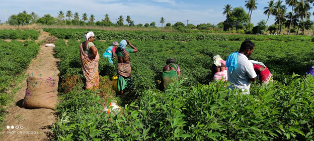 Harvest by farmers