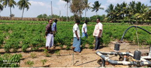 Field farmers’ schools