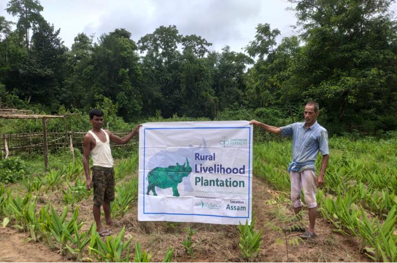 Agroforestry in Assam - Phase 2 (SankalpTaru)