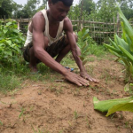 SankalpTaru Assam Plantation 6