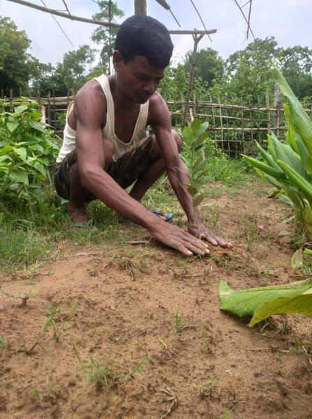 SankalpTaru Assam Plantation 6