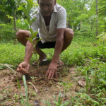 SankalpTaru Assam Plantation 5